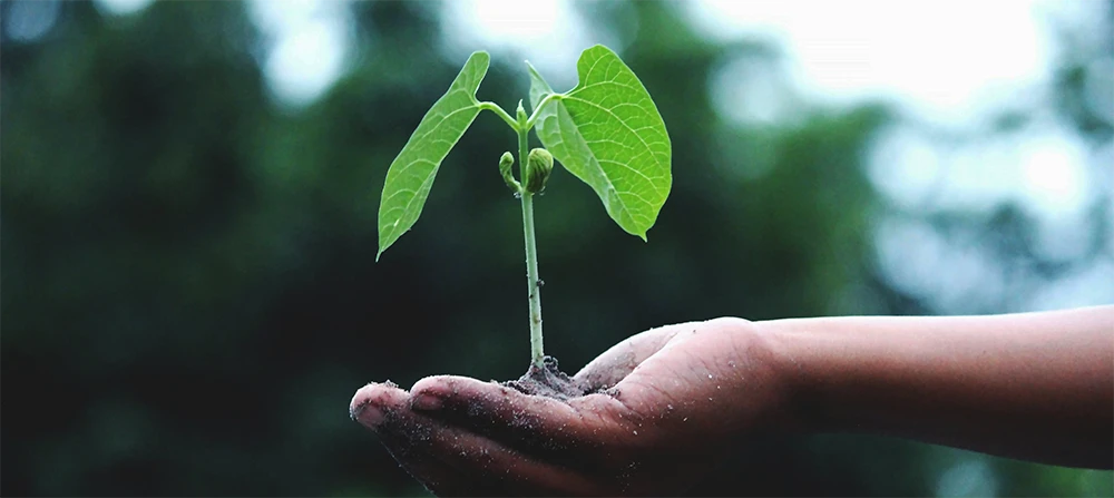 Jeune plante dans une main illustrant notre responsabilité environnementale