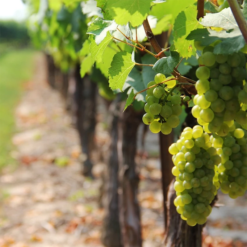Vignoble avec grappes de raisin pour la production de vin