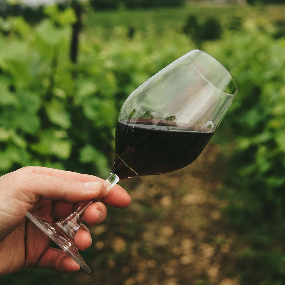 Dégustation de vin avec vignes en arrière-plan